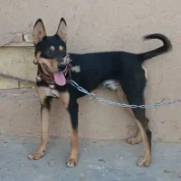 گمشده ...|حیوانات|تایباد, |دیوار