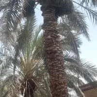 درخت گرازحرفه ای|گل و گیاه طبیعی|بم, |دیوار