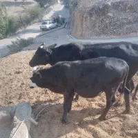 گاو و گوساله نر