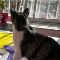 حیوانات گمشده