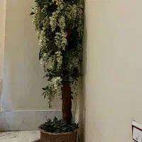 درخت اقاقیا سفید و لیمویی
