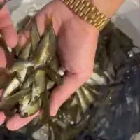 بچه ماهی کپور آمور