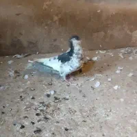 کبوتر|پرنده|تربت‌حیدریه, بالا ولایت|دیوار