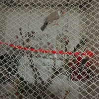 فنچ|پرنده|مشهد, حسین‌آباد|دیوار