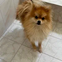 سگ پامر خرسی اصیل|سگ|اصفهان, بوستان آینه خانه|دیوار