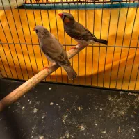 فنچ|پرنده|بندرعباس, |دیوار