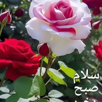 0913-118-4879|سیمکارت|اصفهان, شاهزاده ابراهیم|دیوار