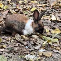 خرگوش خوشگل|موش و خرگوش|گرگان, |دیوار