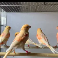 قناری رسمی بلند و رنگی اورجینال|پرنده|دماوند, گیلاوند|دیوار