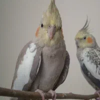 عروس هلندی زیبا و رام شده