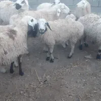 میش قوچ|حیوانات|تربت‌حیدریه, پائین ولایت|دیوار