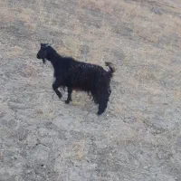 بزغاله ابستن|حیوانات مزرعه|بیرانوند, |دیوار