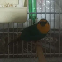 فنچ طوطی وار سر نارنجی و فنچ گلدین