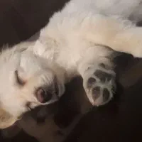 سگ پامر اشپتیز|سگ|اصفهان, پروین|دیوار