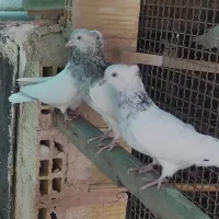 ۳ تا ماده کله الماسی آس