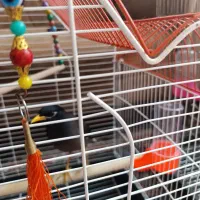 مینا|پرنده|مشهد, سیسآباد|دیوار