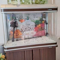 اکواریوم ماهیران ۶۰ سانتی شرکتی