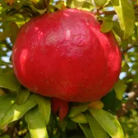 فروش انار ملس
