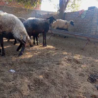 گوسفند|حیوانات مزرعه|انبارآلوم, |دیوار