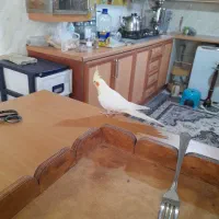 عروس هلندی دستی