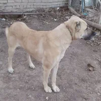 سگ کنگال|سگ|قروه, |دیوار