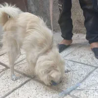 سگ پا کوتاه زیبا و خونگی