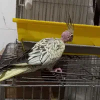 عروس هلندی|پرنده|قدس, شهرقدس|دیوار