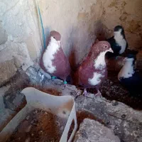 دوجفت کرواتی سرخ وسیاه فروشی|پرنده|تربتحیدریه, اندیشه|دیوار