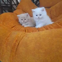 گربه پرشین|گربه|زارچ, |دیوار