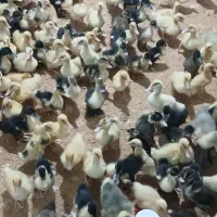 فروش جوجه اردک محلی اماده فضا باز|حیوانات مزرعه|شیرگاه, |دیوار