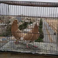 زرد پلنگ سبز و بدرنگ پلاکی گلی پلنگ