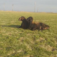 گوسفند|حیوانات مزرعه|شراء, |دیوار