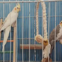 عروس هلندی نر ماده|پرنده|چناران, |دیوار