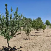 باغ جاده غیاث آباد و گزنهله