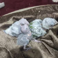 جوجه عروس هلندی سرلاکی|پرنده|برازجان, |دیوار