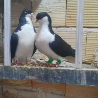 5عدد کبوتر فقط 3500