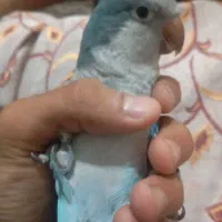 راهب ابی سخنگو