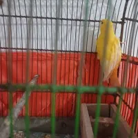 دو عدد قناری سالم نر بخون ماده آمده|پرنده|شاهدشهر, |دیوار