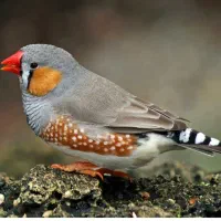 فنچ لپی مولد ۷ عدد بالغ بزرگ