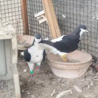 کبوتر راست سیاه با طوقی آجری لکه دار