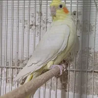 عروس مولد فروش معاوضه بادوچرخه قناری گلدین کفتر|پرنده|مشهد, سرافرازان|دیوار