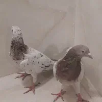 کبوتر پلاکی اصل سرور|پرنده|پاکدشت, پاکدشت (مامازند)|دیوار