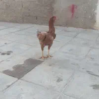 مرغ لاری جوان اصل