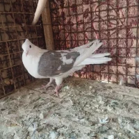 کبوتر|پرنده|زارچ, |دیوار