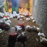 مرغ ارگانیک بدون دارو و واکسن|حیوانات مزرعه|سورک, |دیوار