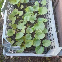 گل سینره|گل و گیاه طبیعی|تالش, هشتپر|دیوار