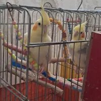 جفت عروس هلندی مولد