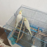 عروس هلندی لوتینیو