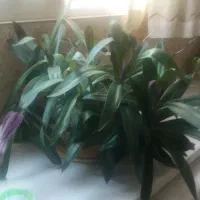 گل طبیعی|گل و گیاه طبیعی|اصفهان, ملک|دیوار