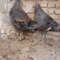 بوقلمون ماده|حیوانات مزرعه|تنکمان, |دیوار